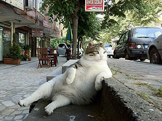 Godfather Cat Lounges Like a Boss
