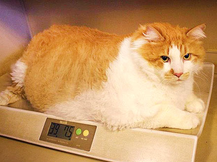 40-Lb. Cat Happy Despite Weight