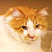 40-Lb. Cat Is 'Happy' Despite His Weight