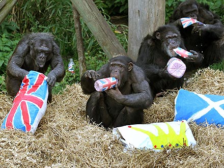 Animals Celebrate Queen's Diamond Jubilee| Dogs, Queen Elizabeth II
