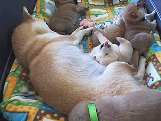 There Goes Your Day: The Puppy Cam Is Back!