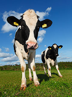 Olympic Opening Ceremony Will Include ... Cows and Sheep!