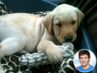 One Direction's Liam Payne Buys His Family a Puppy