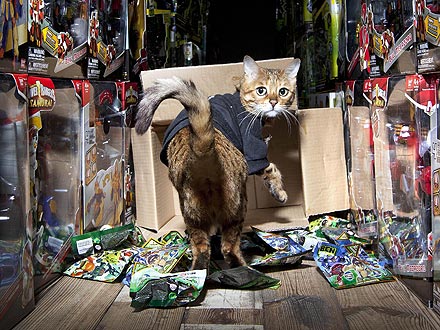 Millie the Security Guard Cat Patrols Toy Factory| Talented Pets, Cats