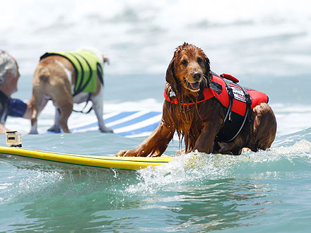 Dogs Break World Record at Surfing Competition| Dogs