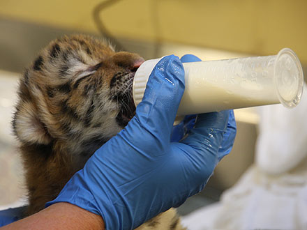 Squee! Newborn Tiger Cub Is Too Cute for Words| Baby Animals, Cute Pets, Exotic Animals & Pets, Zoo Animals