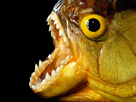 Pet Piranha Bites Off Tip of Toddler's Finger