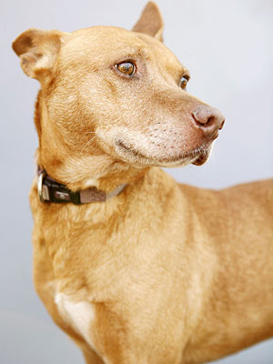 Adopt Me! Dorito Once Called the Streets Home