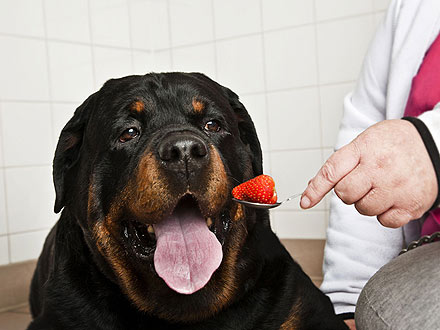 Gulp! Rottweiler Swallows Spoon – and Lives