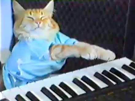 Minneapolis Film Festival Honors the Best Internet Cat Videos