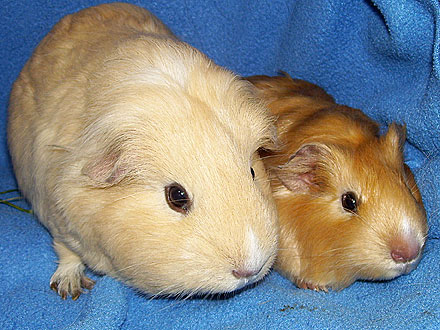 Adopt Us! Coco & Chanel Went from Homeless to Happy