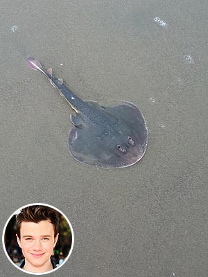 Chris Colfer Saves Stingray