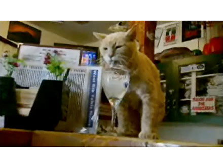 Cat Is Mayor of Alaska Town