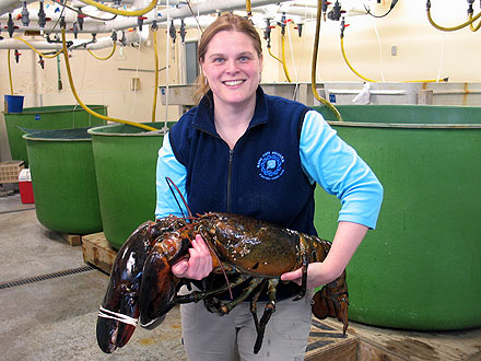 21-Lb. Lobster Settles Into New Home| Unusual Pets
