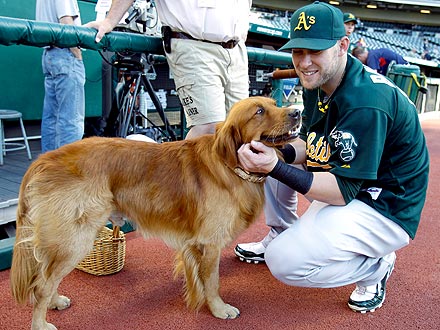 Oakland Athletics Break World Record with 718 Dogs in Attendance