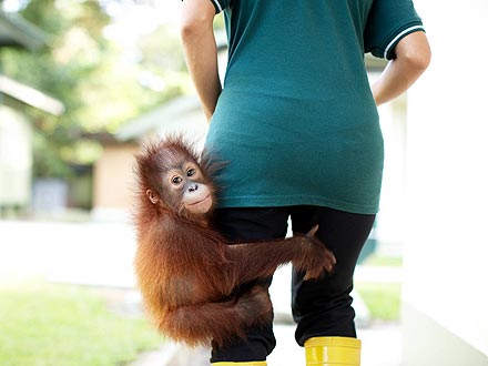 Orphaned Baby Orangutan Finds Refuge After Rescue| Baby Animals, Cute Pets, Exotic Animals & Pets