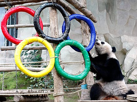 Panda Plays with Olympic Rings: Photo