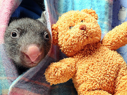 Hello! Orphaned Baby Wombat Comes Out to Play