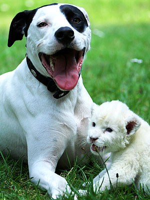 Dog Plays with Hand-Raised Lion Cub
