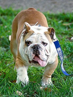 Louisiana Tech University's Bulldog Mascot Dies