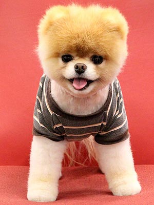 Boo's Owner is a Facebook Employee