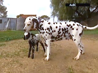 Spot the Difference? Maternal Dalmatian Adopts Lamb