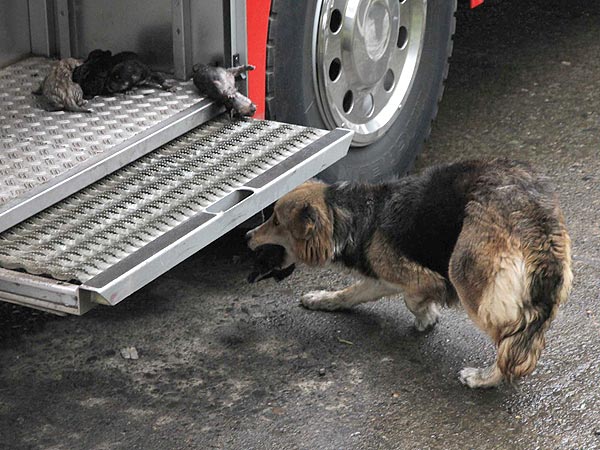 Lifesaving Dog Rescues Her Puppies from House Fire | Baby Animals, Dogs