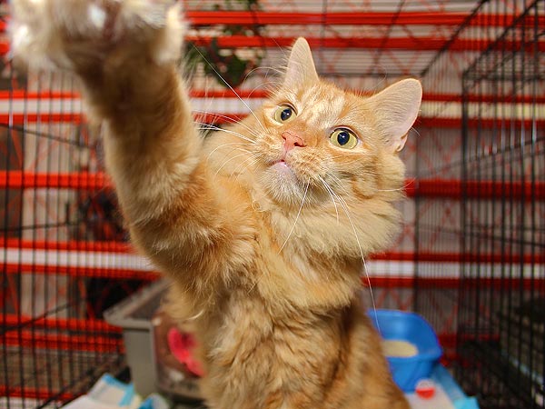 Adopt Me! Senior Cat Dorito Has Happy Years Ahead of Him