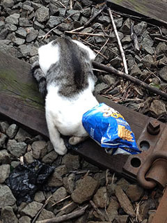 Subway Conductor Saves Kitten from Tracks