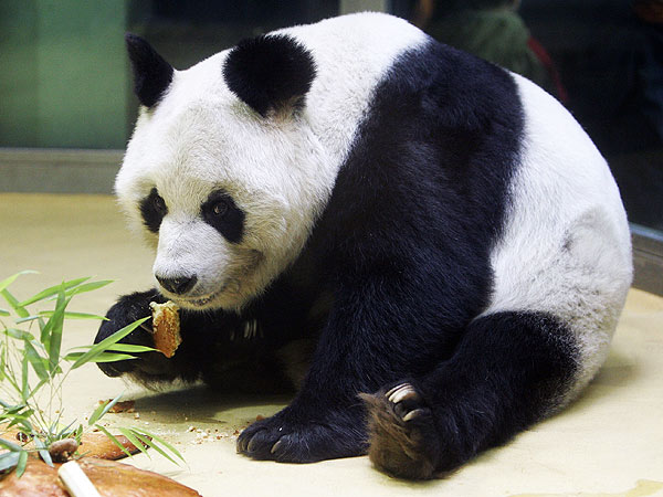 One of the World's Oldest Pandas Has Died at Berlin Zoo