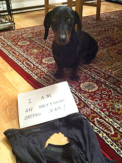 Dogshaming! Why the Viral Blog's Founder Is Outing Your Pet