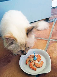 Happy Birthday! Choupette Turns 1 with Shrimp Cake | Karl Lagerfeld