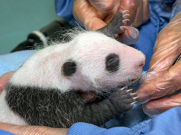 San Diego Zoo Baby Panda Feeling Fine After First Exam