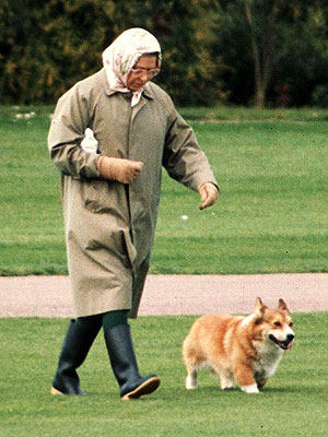 The Water Bowl: Queen's Corgis Attack Princess Beatrice's Terrier