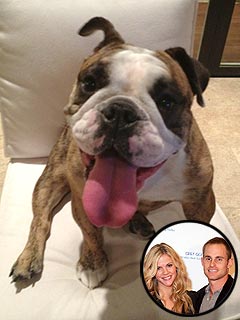 Who's Most Excited About Andy Roddick's Retirement? | Andy Roddick, Brooklyn Decker