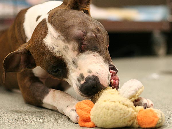 Pit Bull Shot by New York Police Recovering, Not Ready for New Home – Yet