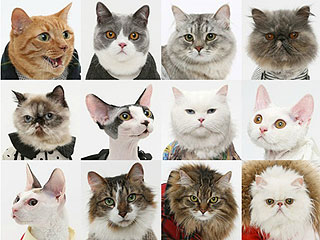 United Bamboo Expands Its Fashion Cats Empire