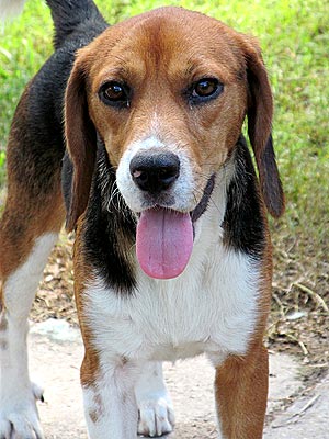 Adopt Me! Dog Yancey Is Grateful for His Second Chance