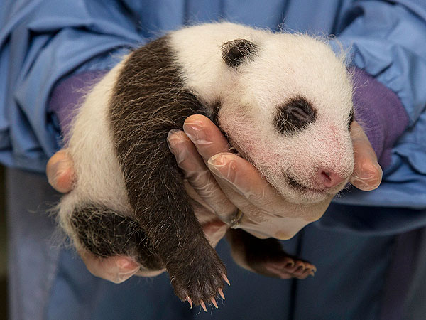 It's a Boy! San Diego Zoo Determines Sex of New Panda Cub
