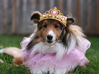 Show Us Your Pets in Costume!