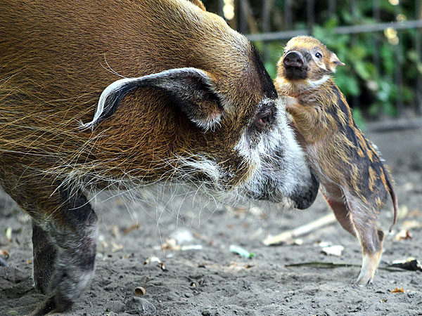 Aww! Newborn Red River Hog Nuzzles Its Mother| Baby Animals, Cute Pets, Zoo Animals