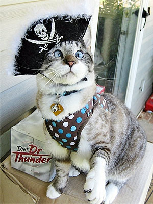 Meet Spangles, the Cross-Eyed Cat