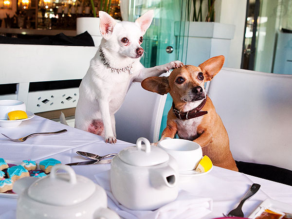 Giggy Throws Tea Party for Famous Friends| Stars and Pets, Dogs, The Real Housewives of Beverly Hills, Lisa Vanderpump