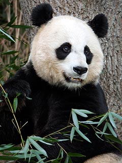 Inside National Zoo Newborn Panda's Cause of Death