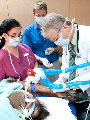 Peanut the Orangutan Undergoing Chemotherapy to Treat Cancer| Animals & Pets, Hero Pets, Zoo Animals