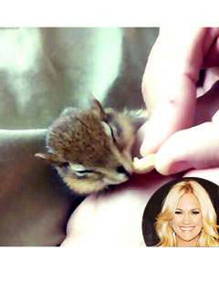 Carrie to the Rescue! Underwood Saves a Chipmunk