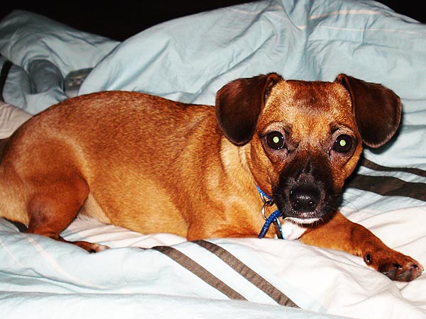 How Peanut the Dog Survived a Skunk Attack – and Won an Award for It
