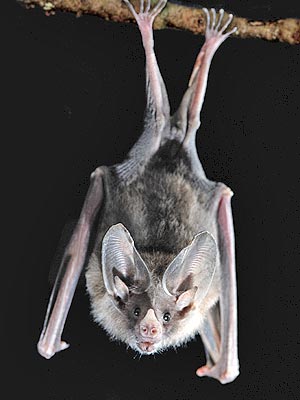 Bats Think About Sex: Royal Society B Study