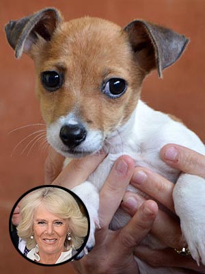Camilla Parker Bowles Adopts a Puppy: Photo