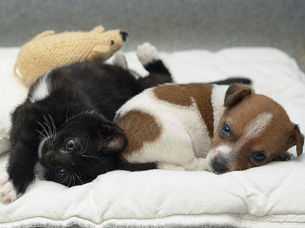 Abandoned Kitten and Puppy Are Unlikely BFFs| Animals & Pets, Baby Animals, Cats, Cute Pets, Dogs